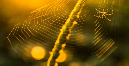 black and white fly on green leaf