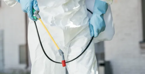 red and black ladybug on a green leaf