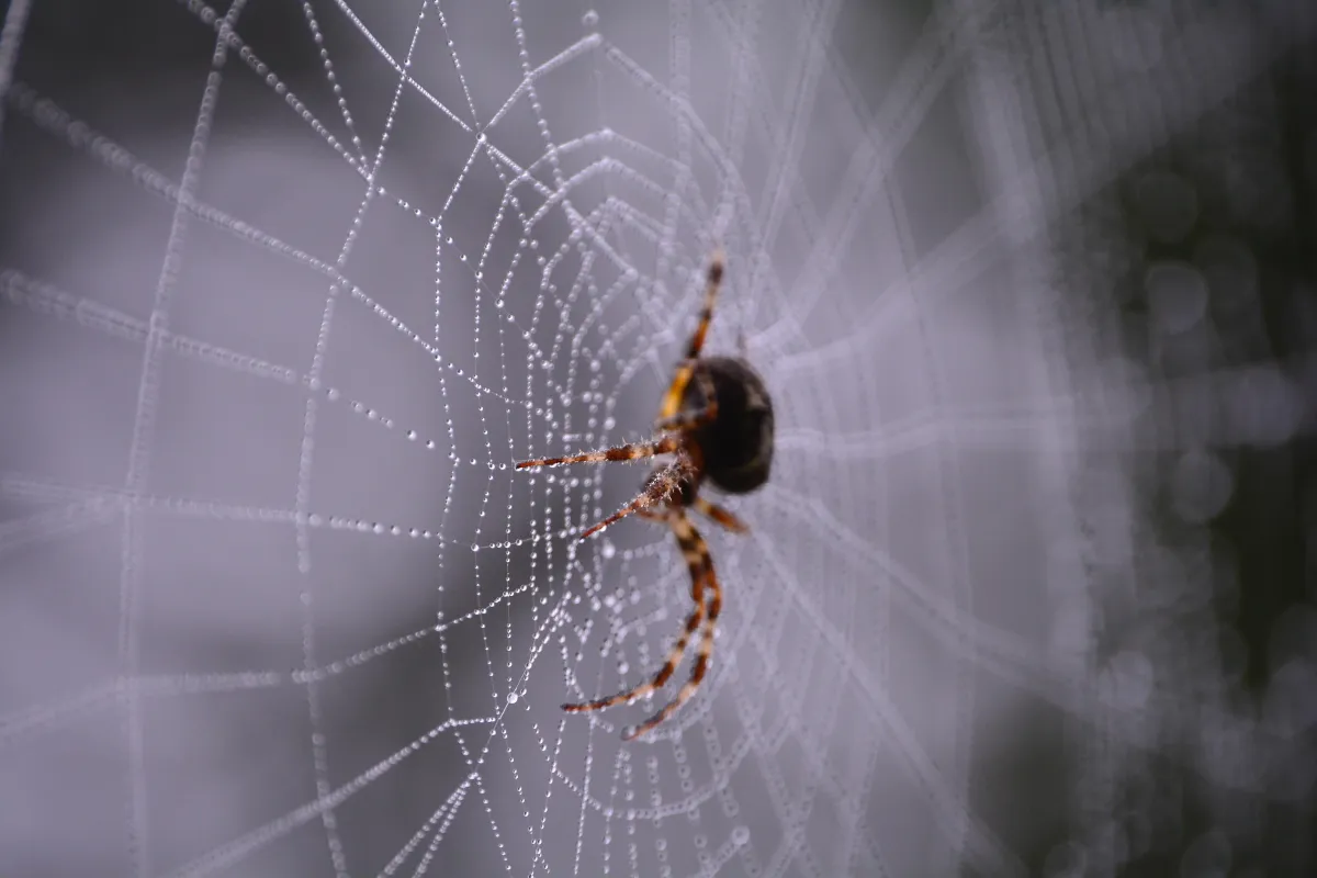 Spider Removal