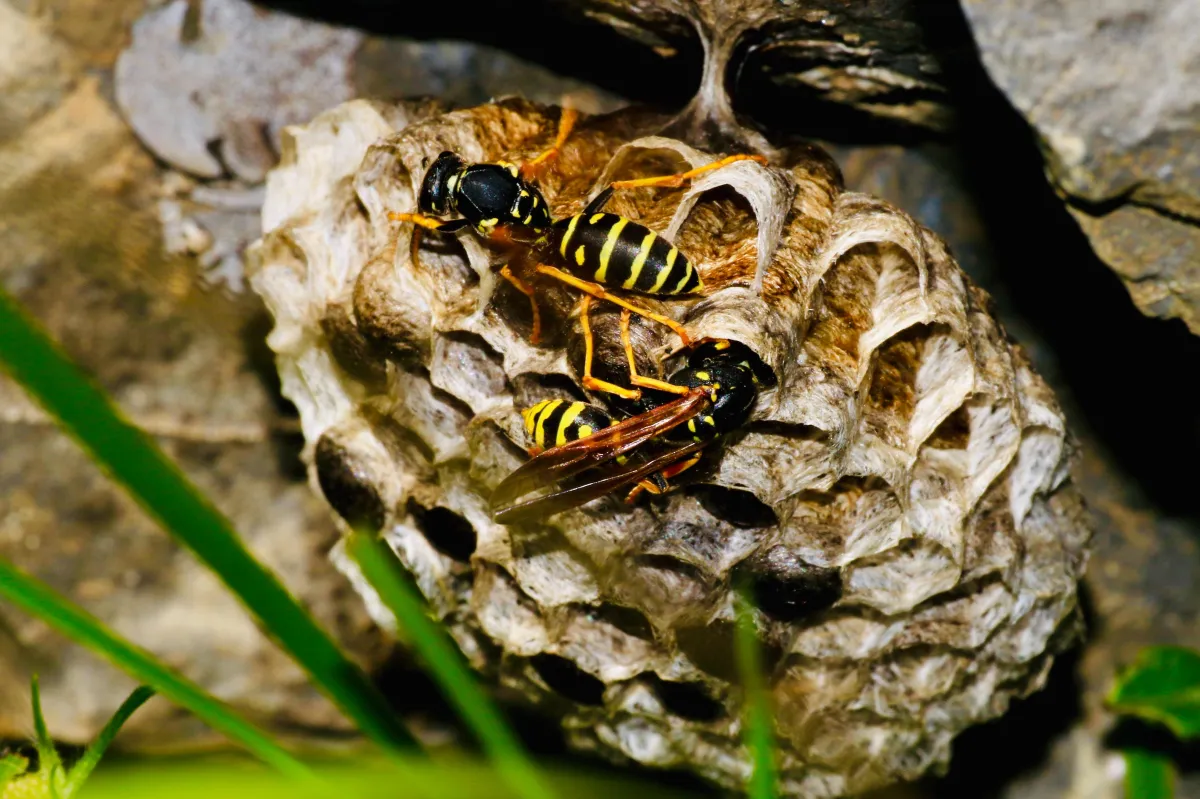 Wasp Removal