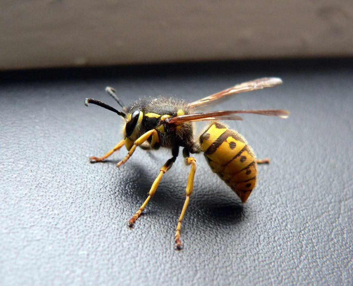 Wasp Removal