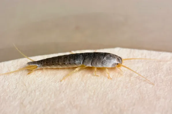 Silverfish