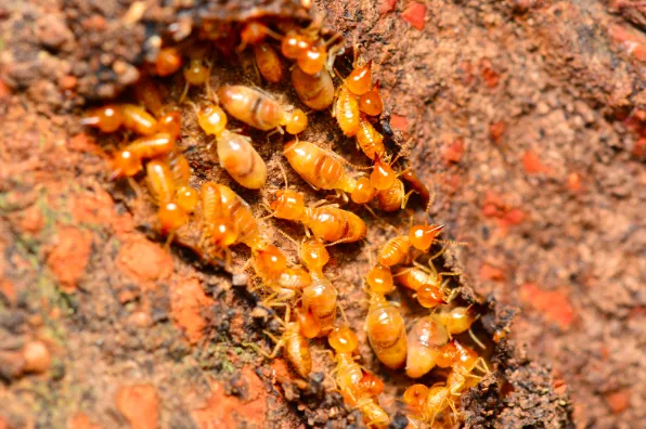 Termites