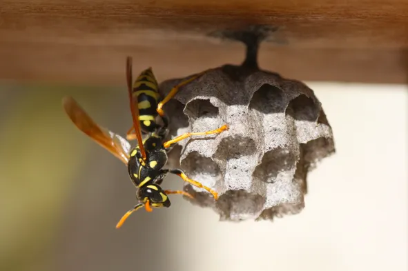 Wasp Nest