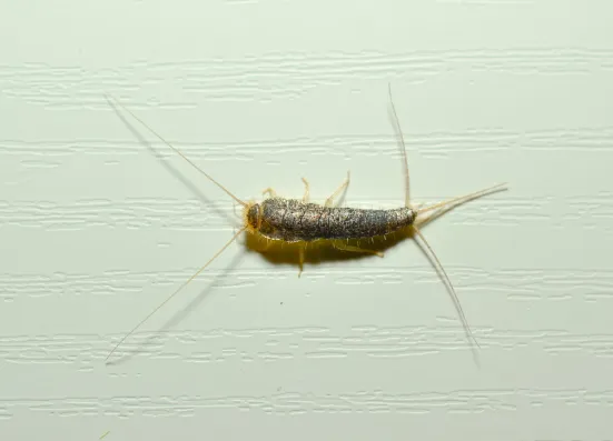 Silverfish