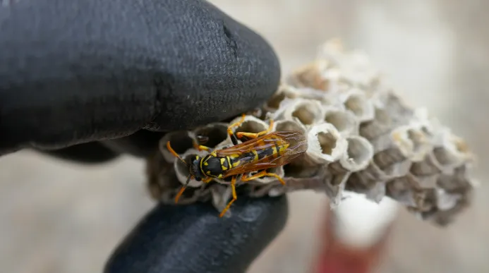 Wasp Nest