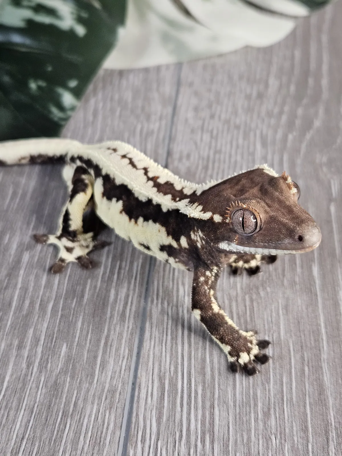 Crested gecko at home