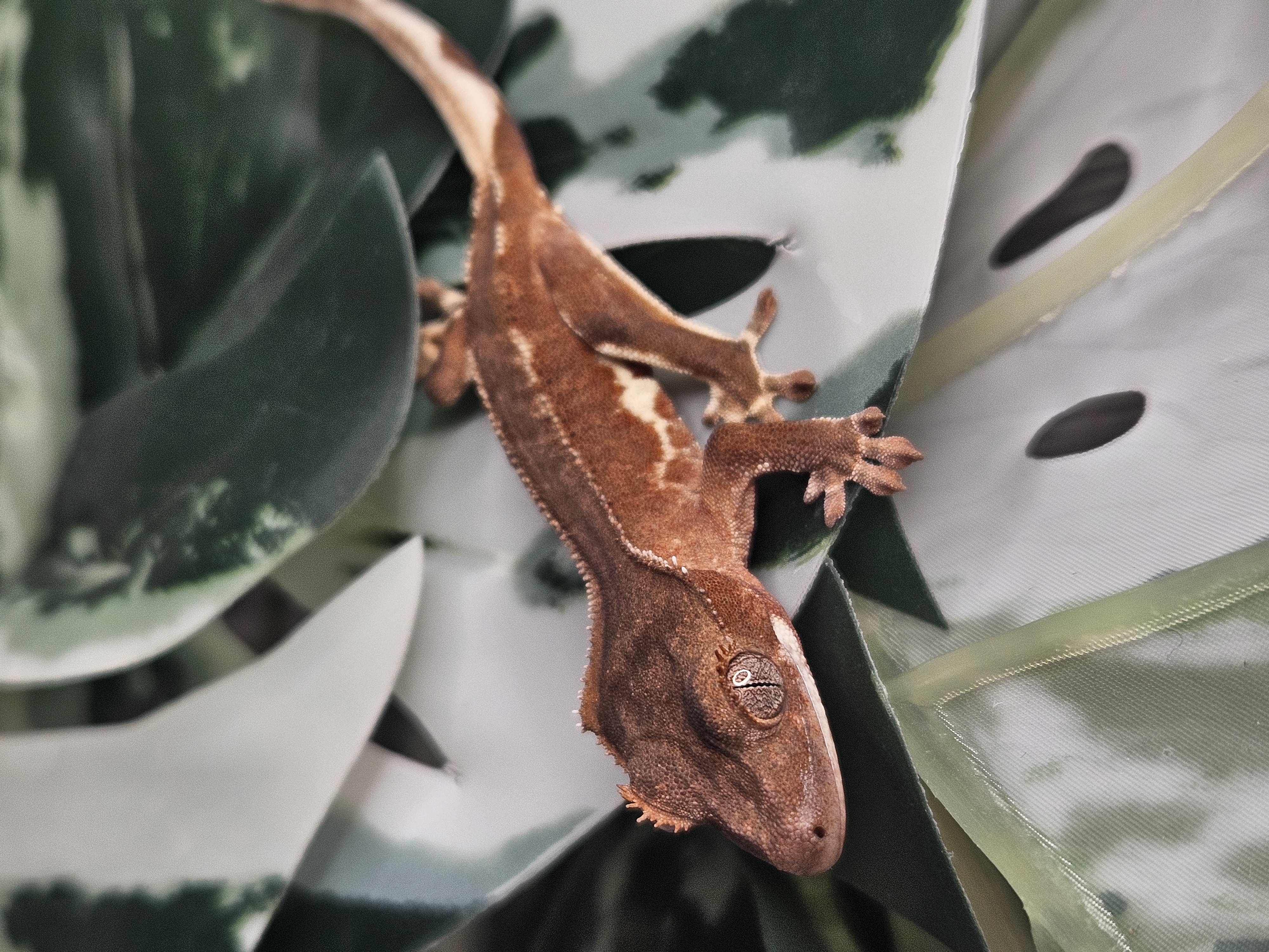 Crested gecko colors