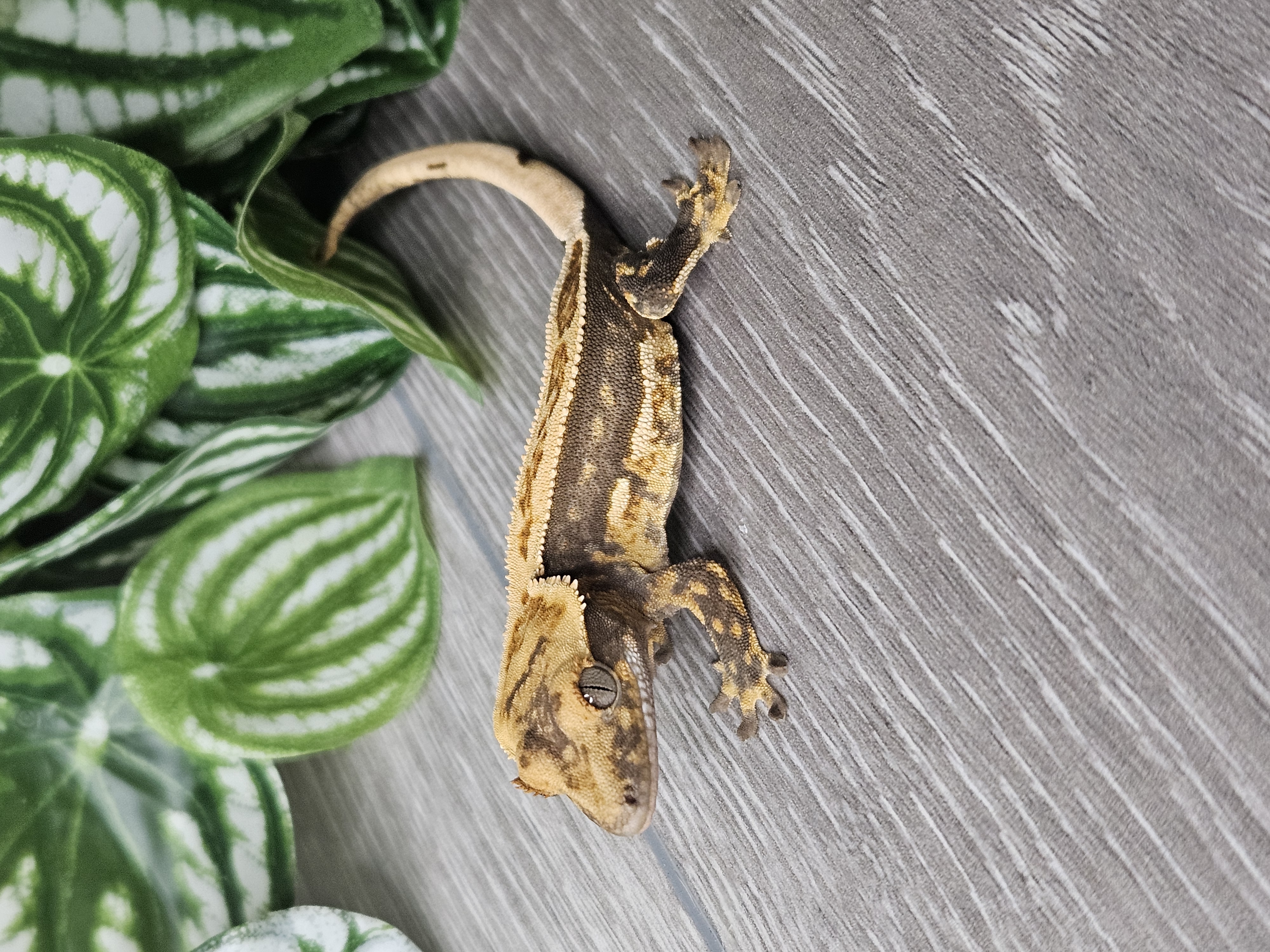 Crested gecko being held