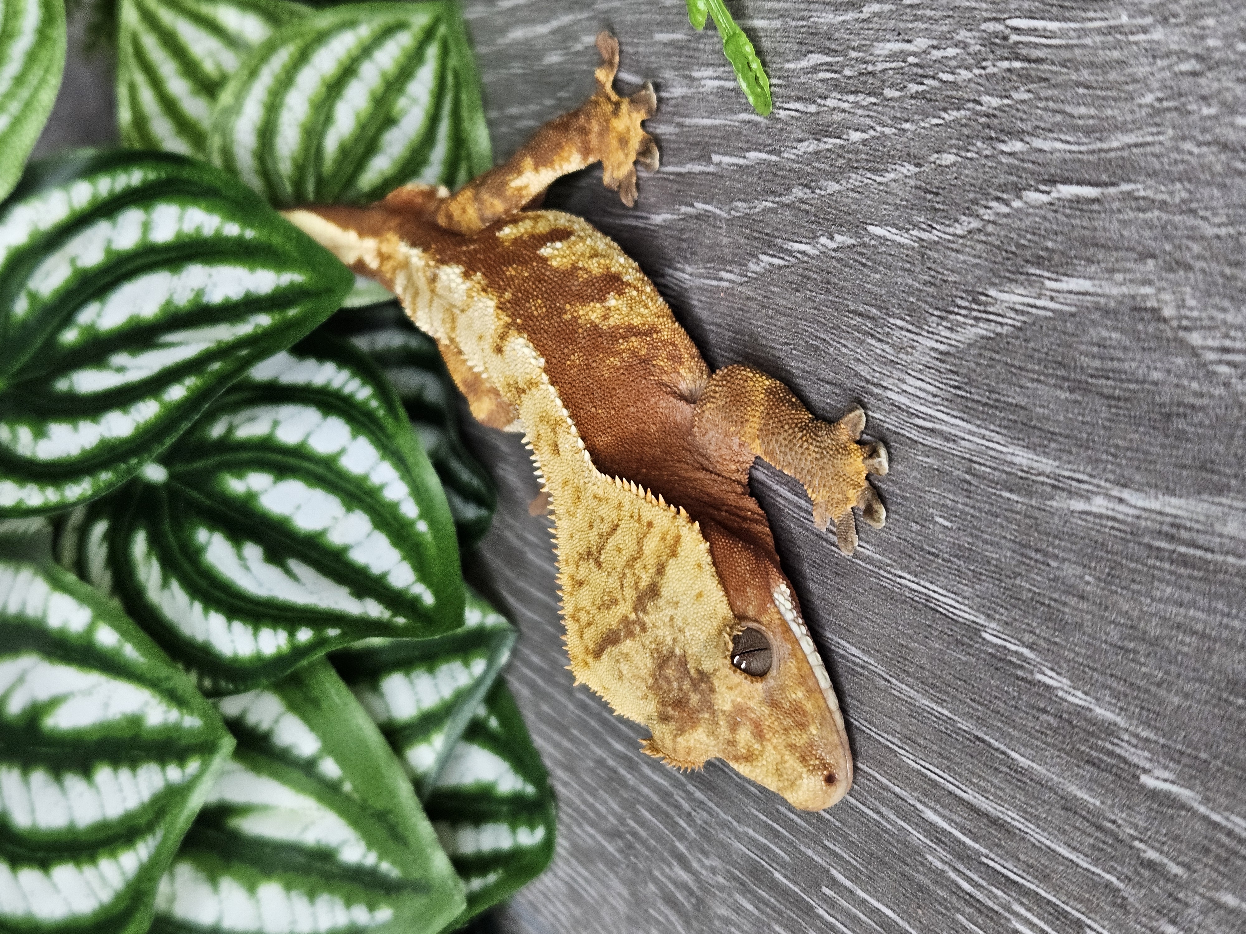 YetiGex crested gecko