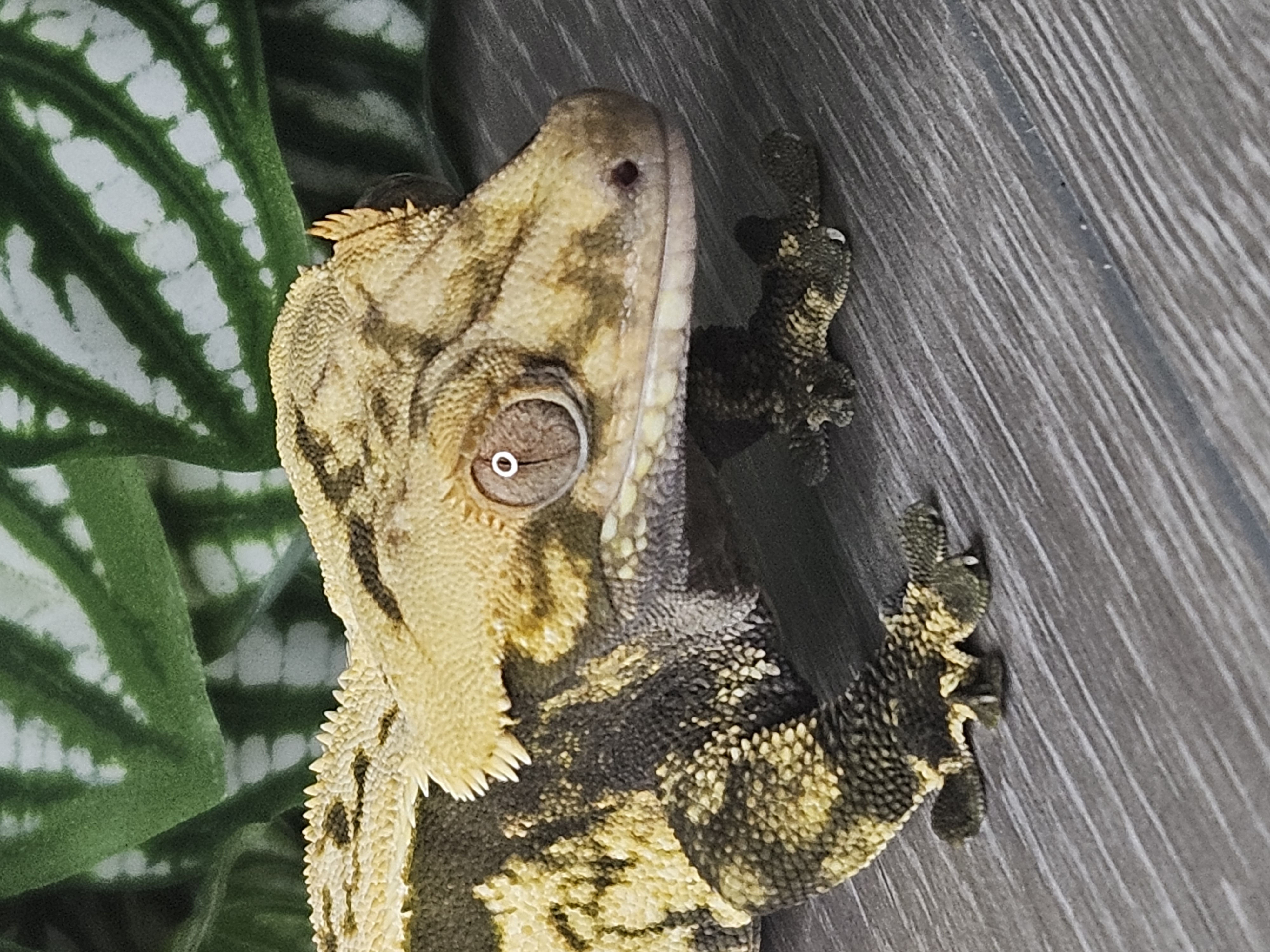 Crested gecko detail