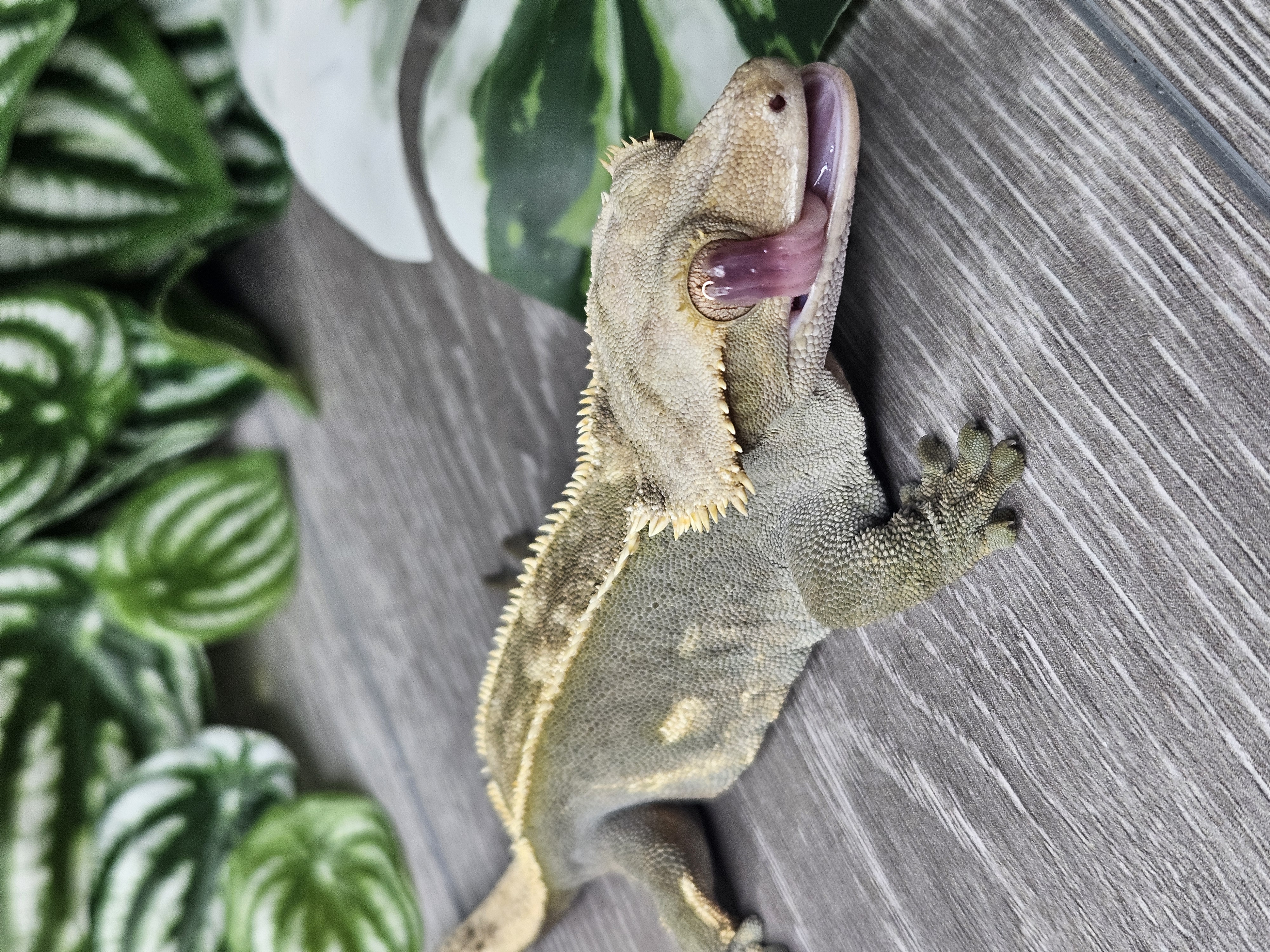 Crested gecko exploring