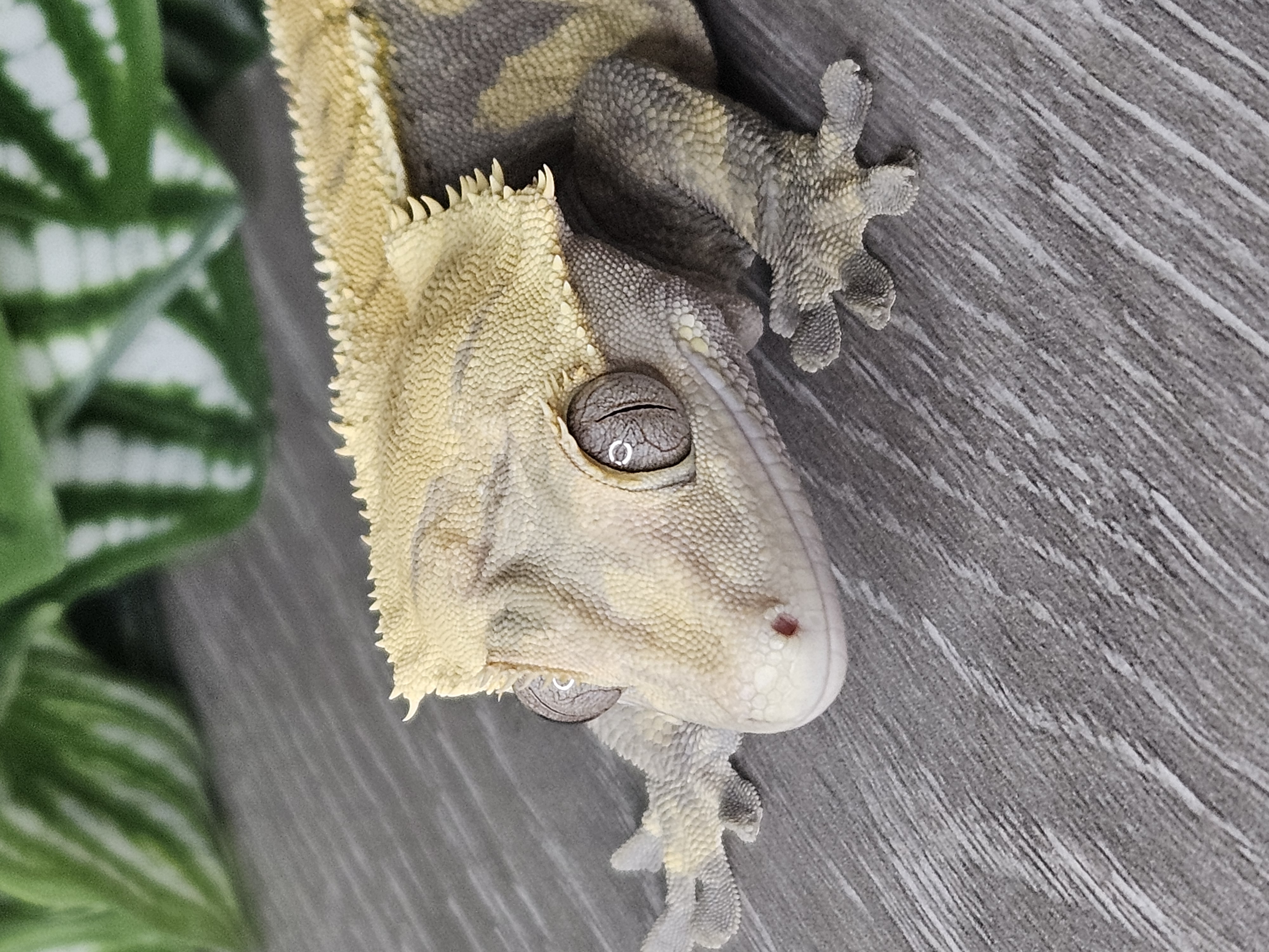 Crested gecko portrait