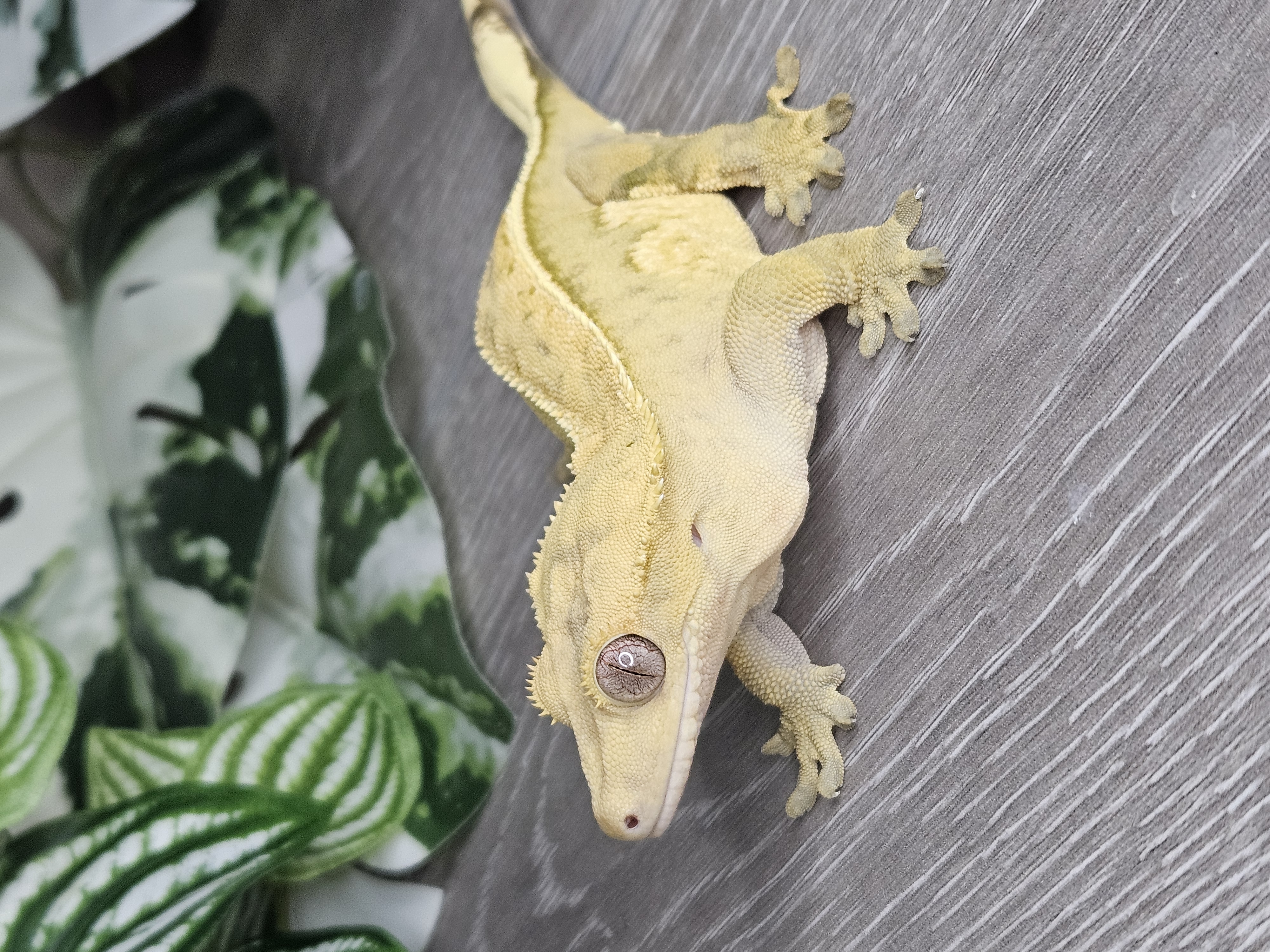 Crested gecko close up
