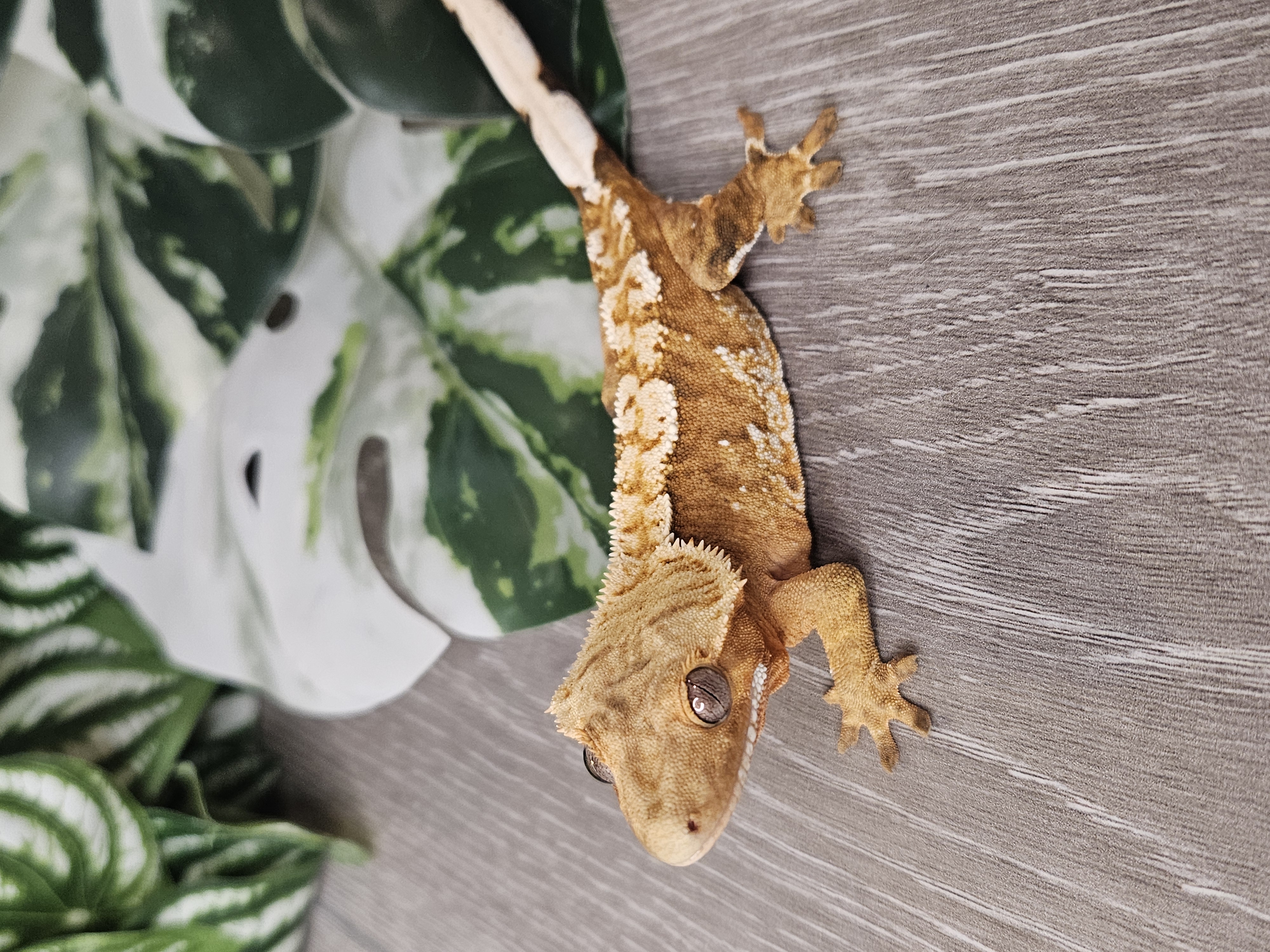 Cute gecko looking curious