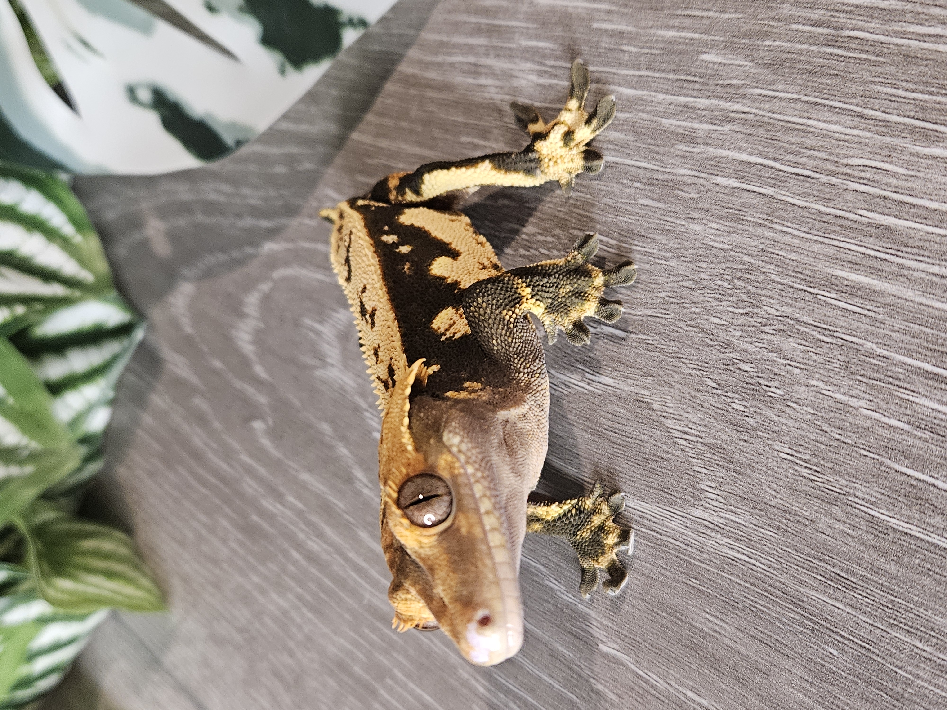 Beautiful crested gecko
