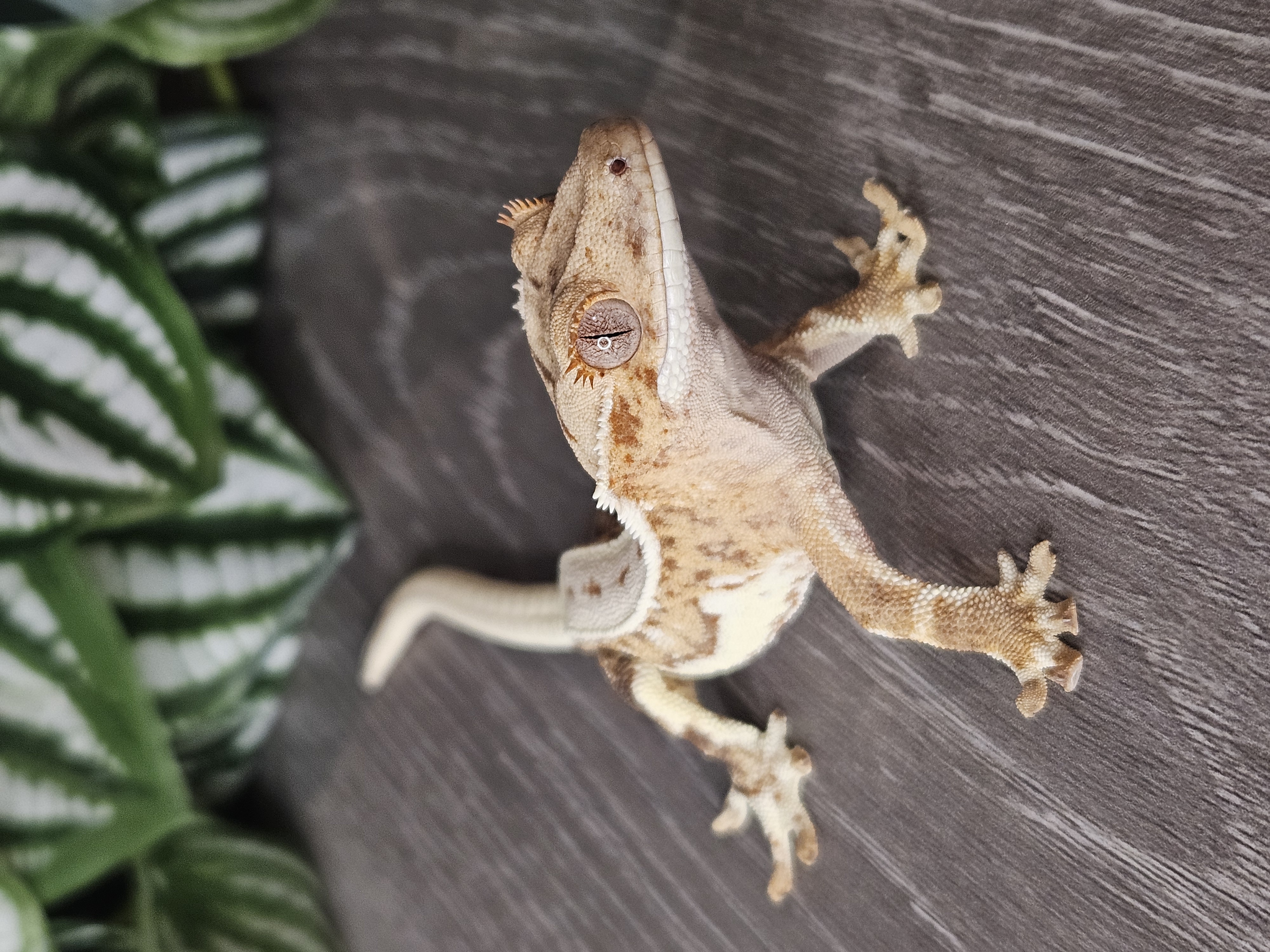 Curious crested gecko posing