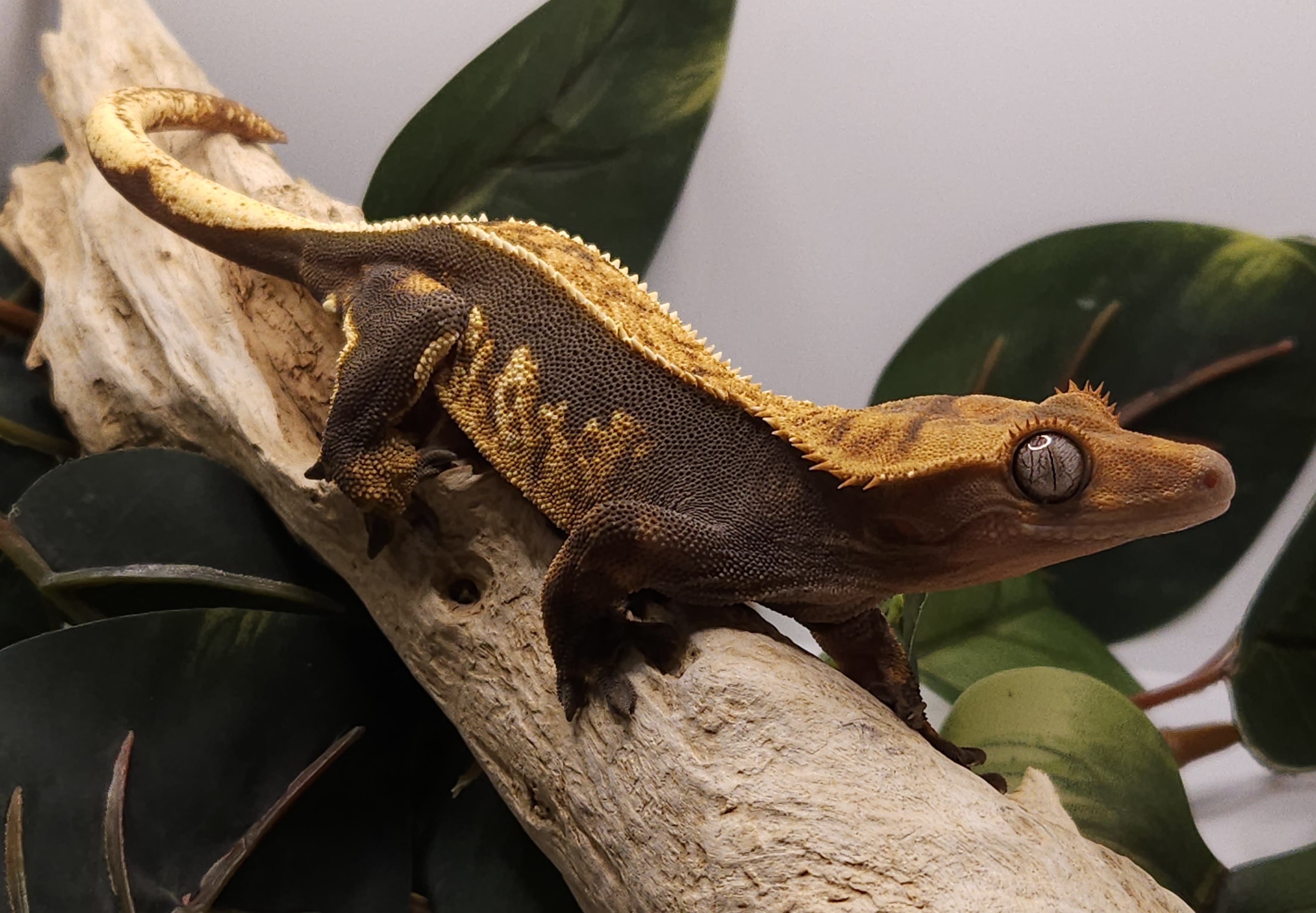 Beautiful crested gecko — YetiGex