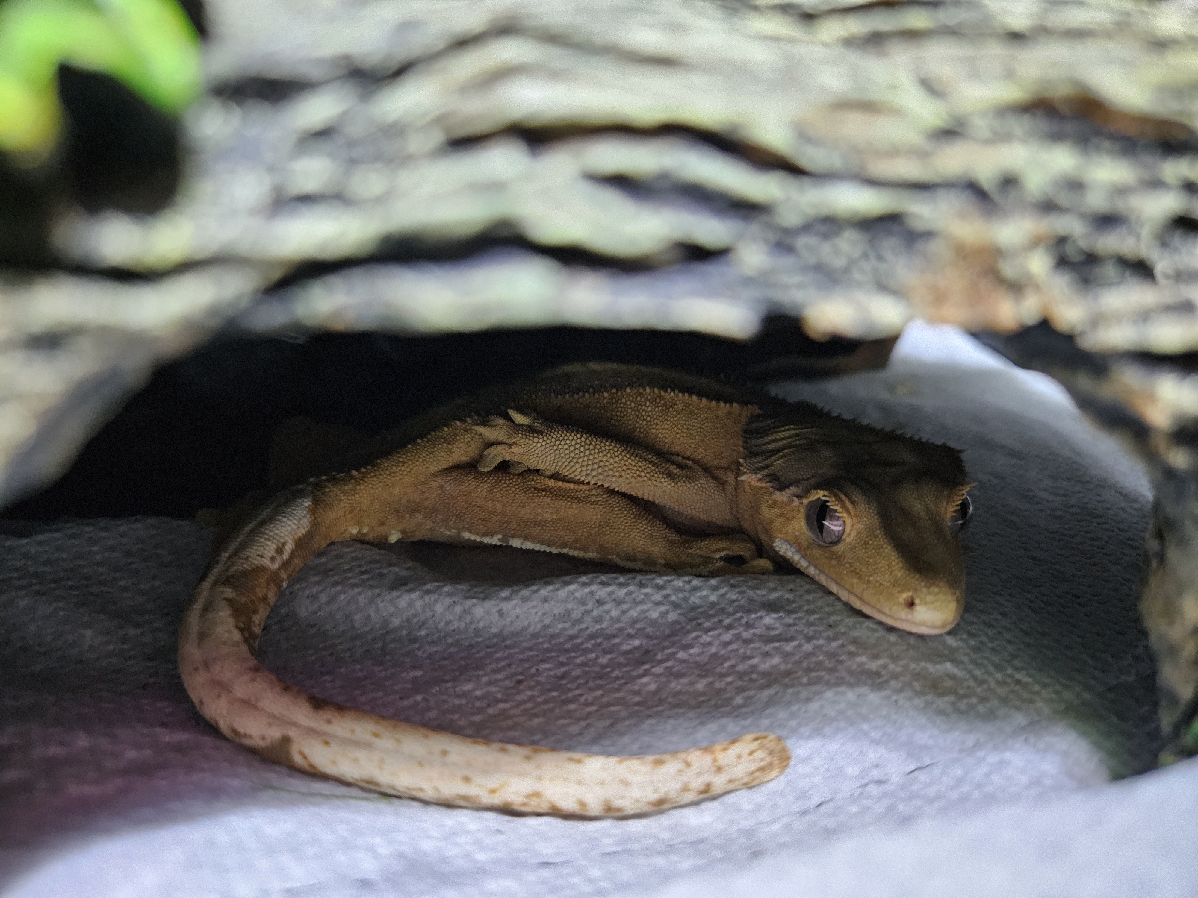 Healthy gecko asleep in a hide