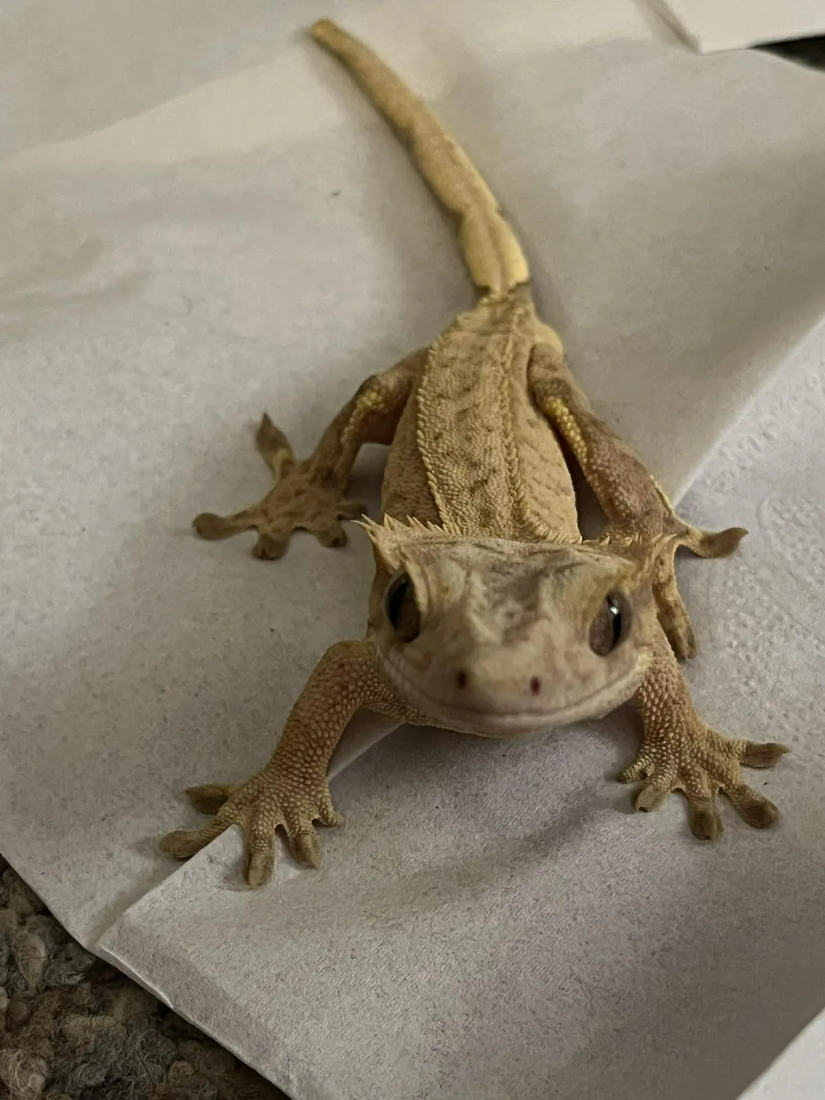 Crested gecko relaxing in a real home