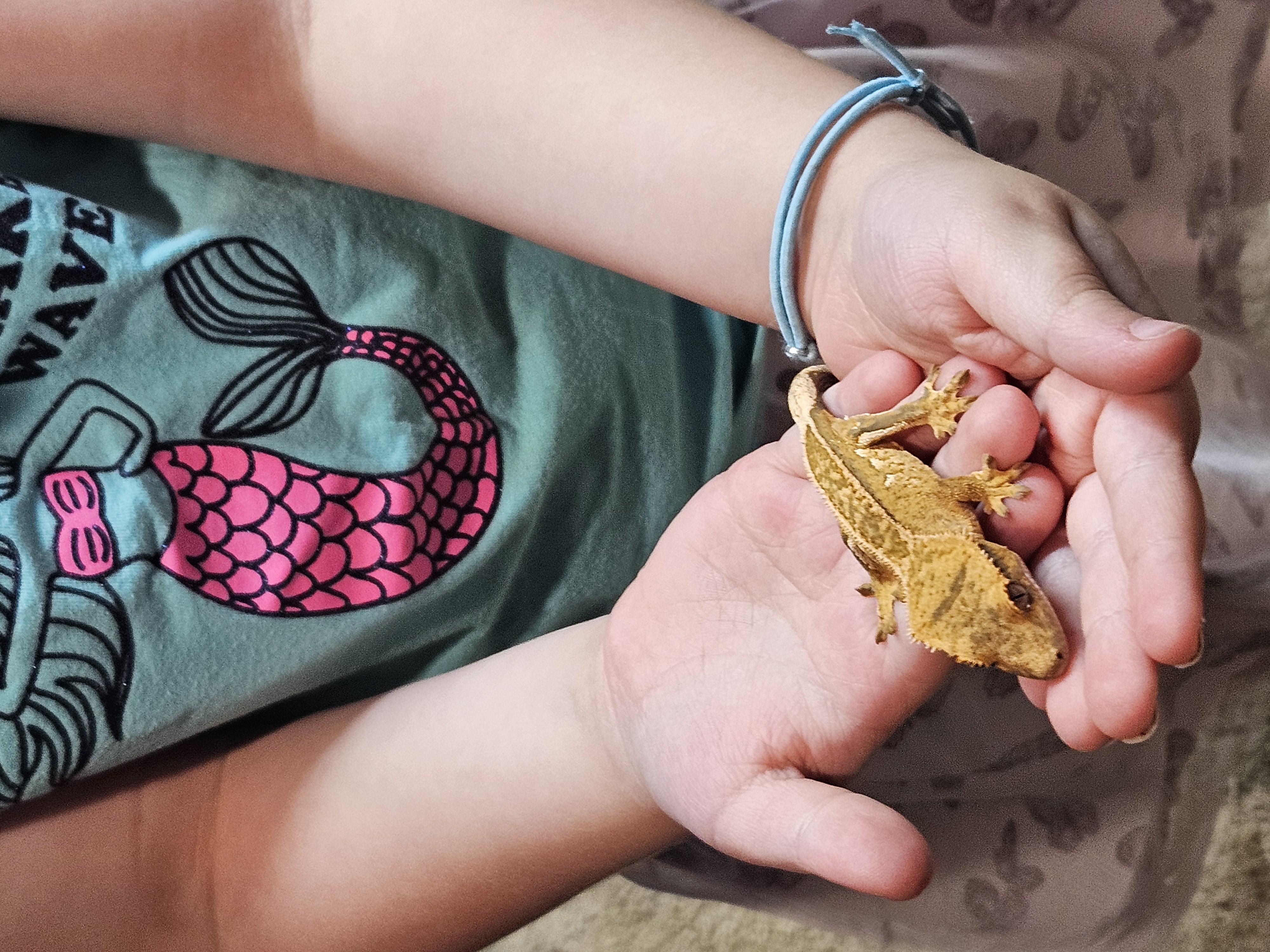 A young crested gecko held gently