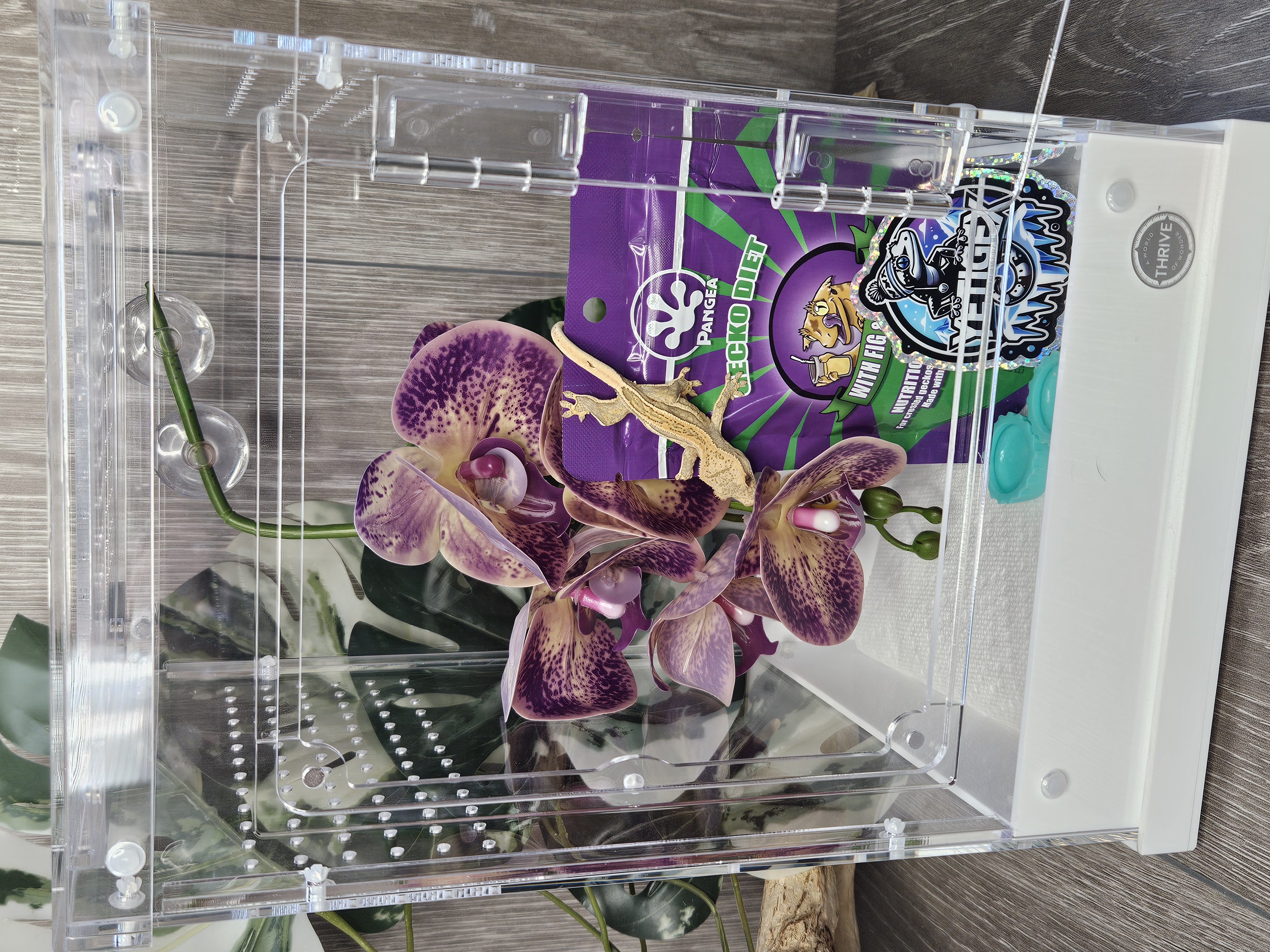 The complete First Gecko Bundle starter kit