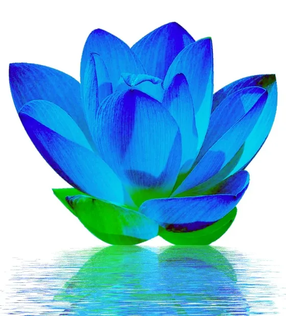Lotus illustration from the original Coaching page