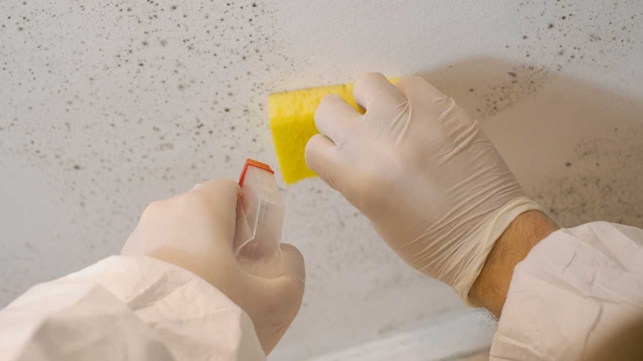 How to Prevent Mold in Hawaii: Essential Tips for a Healthy Home