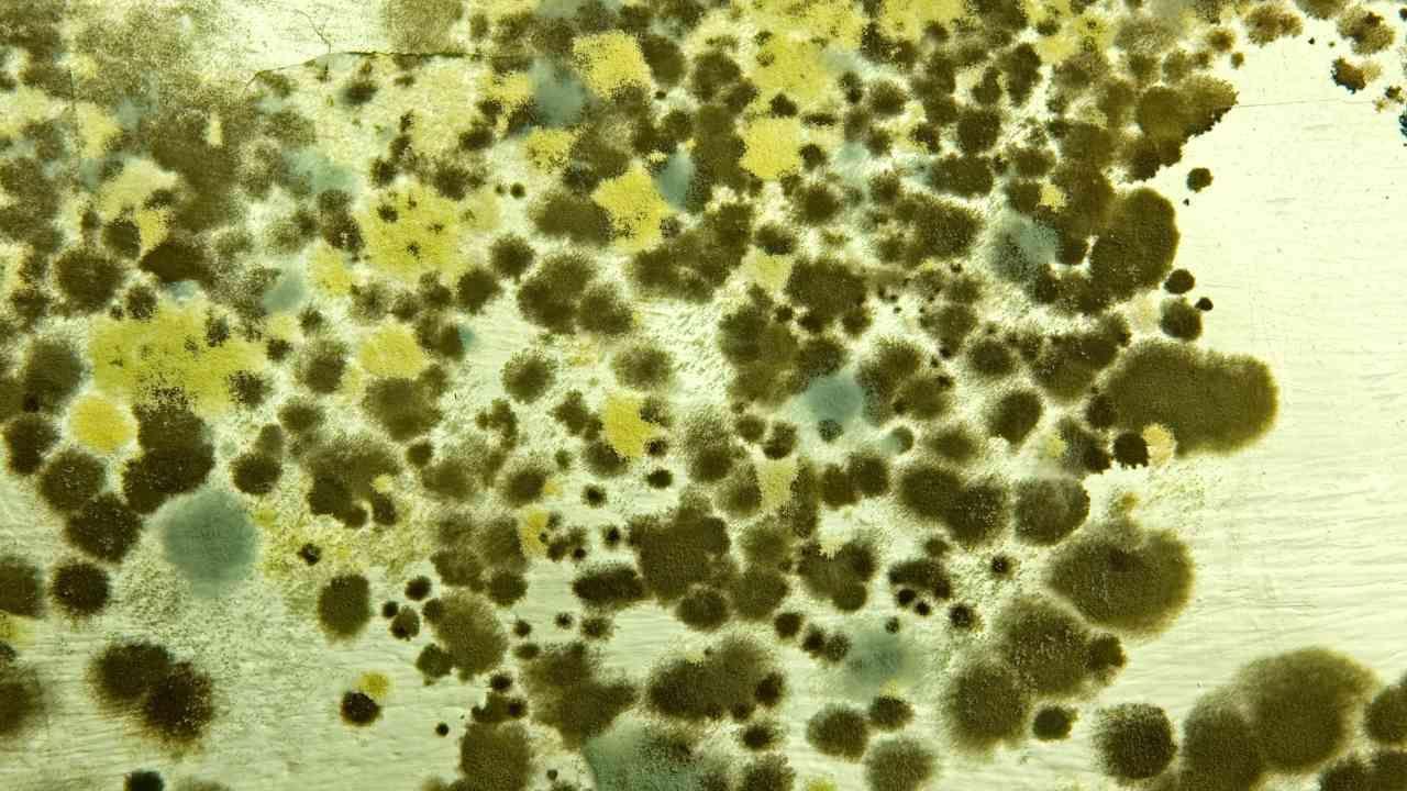 What Color Mold is Most Dangerous? A Guide to Protecting Your Home