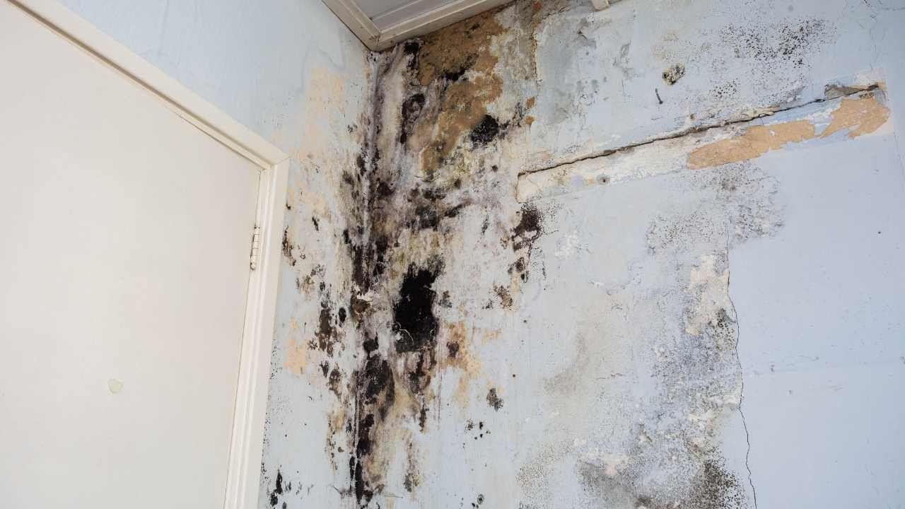 How Mold Remediation Services Can Improve Indoor Air Quality
