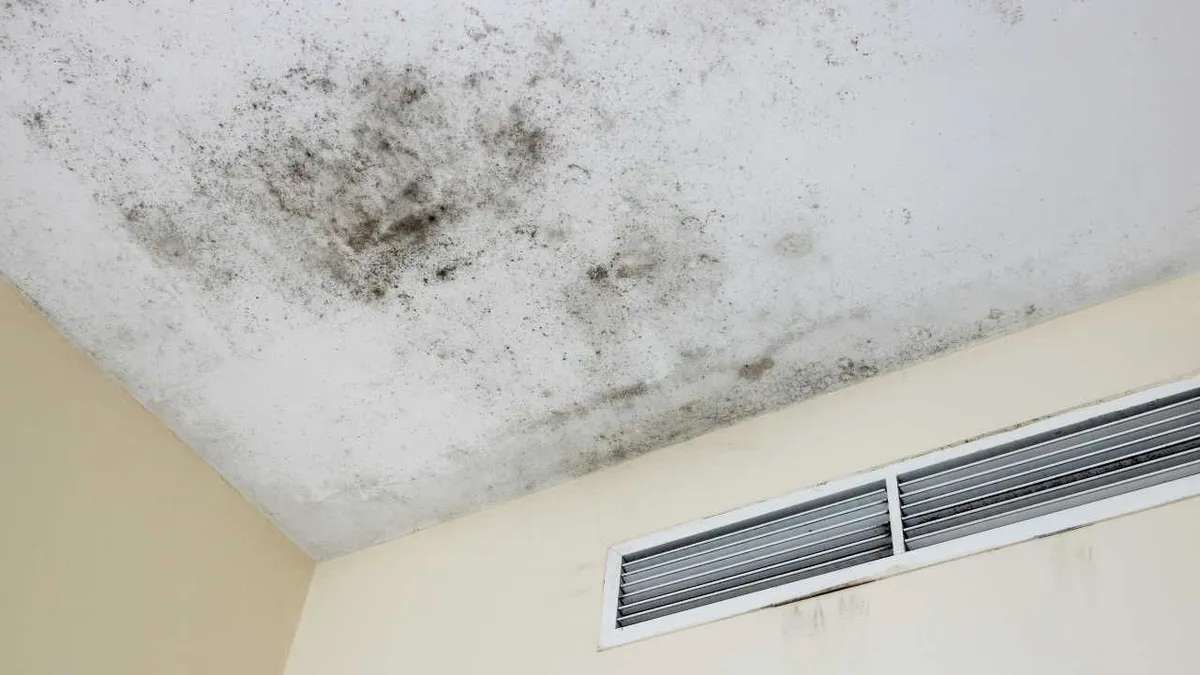 How Can You Prevent Mold Growth After Water Damage in Your Kauai Home?