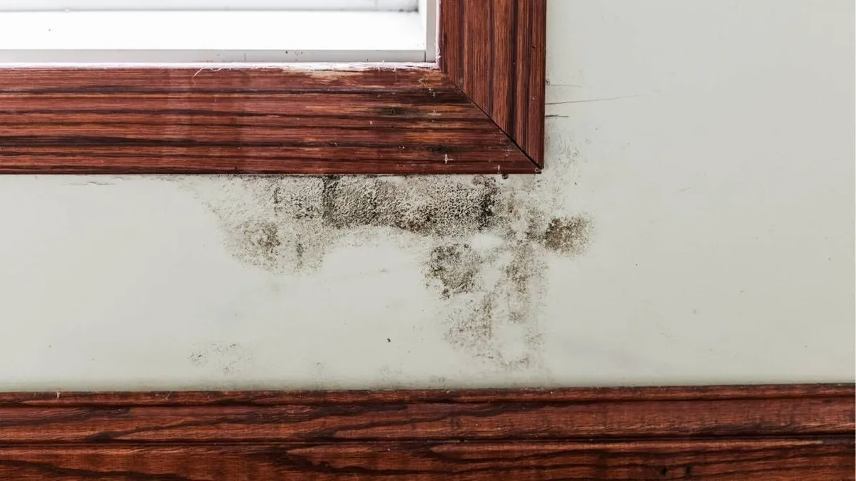 Why Mold Forms Around Windows and Window Sills