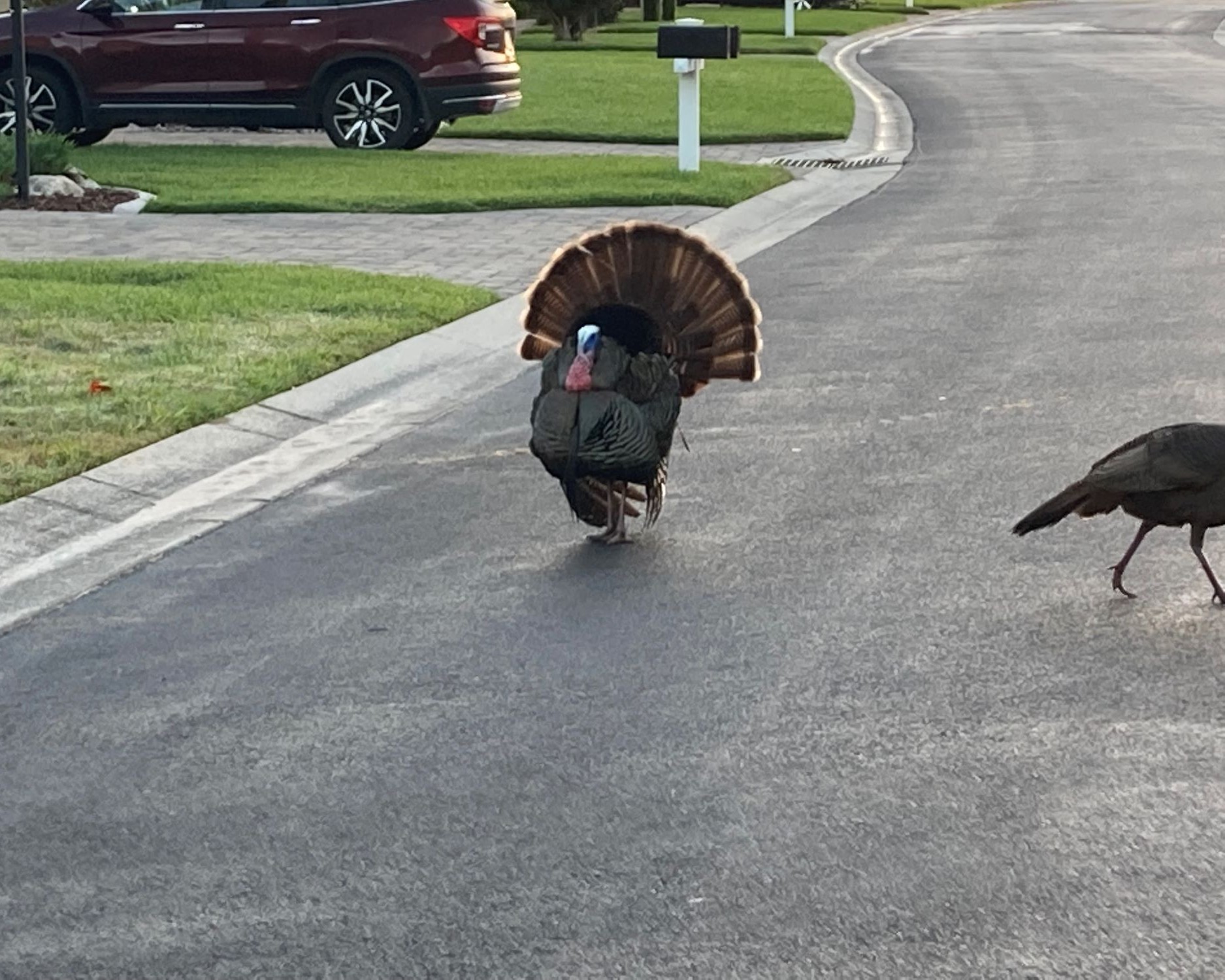 Tennis courts and amenities