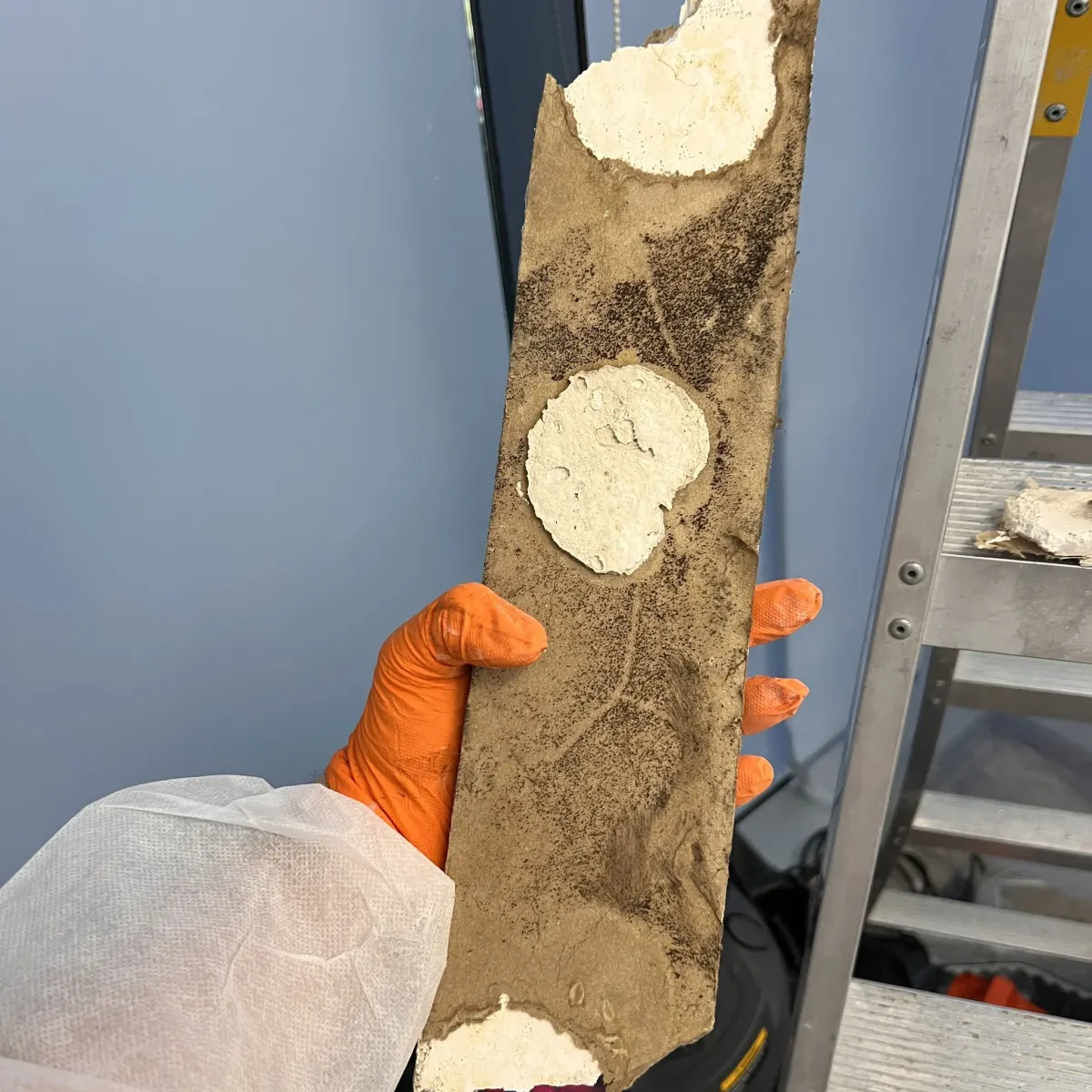 Technician holding contaminated building material during mould inspection and testing