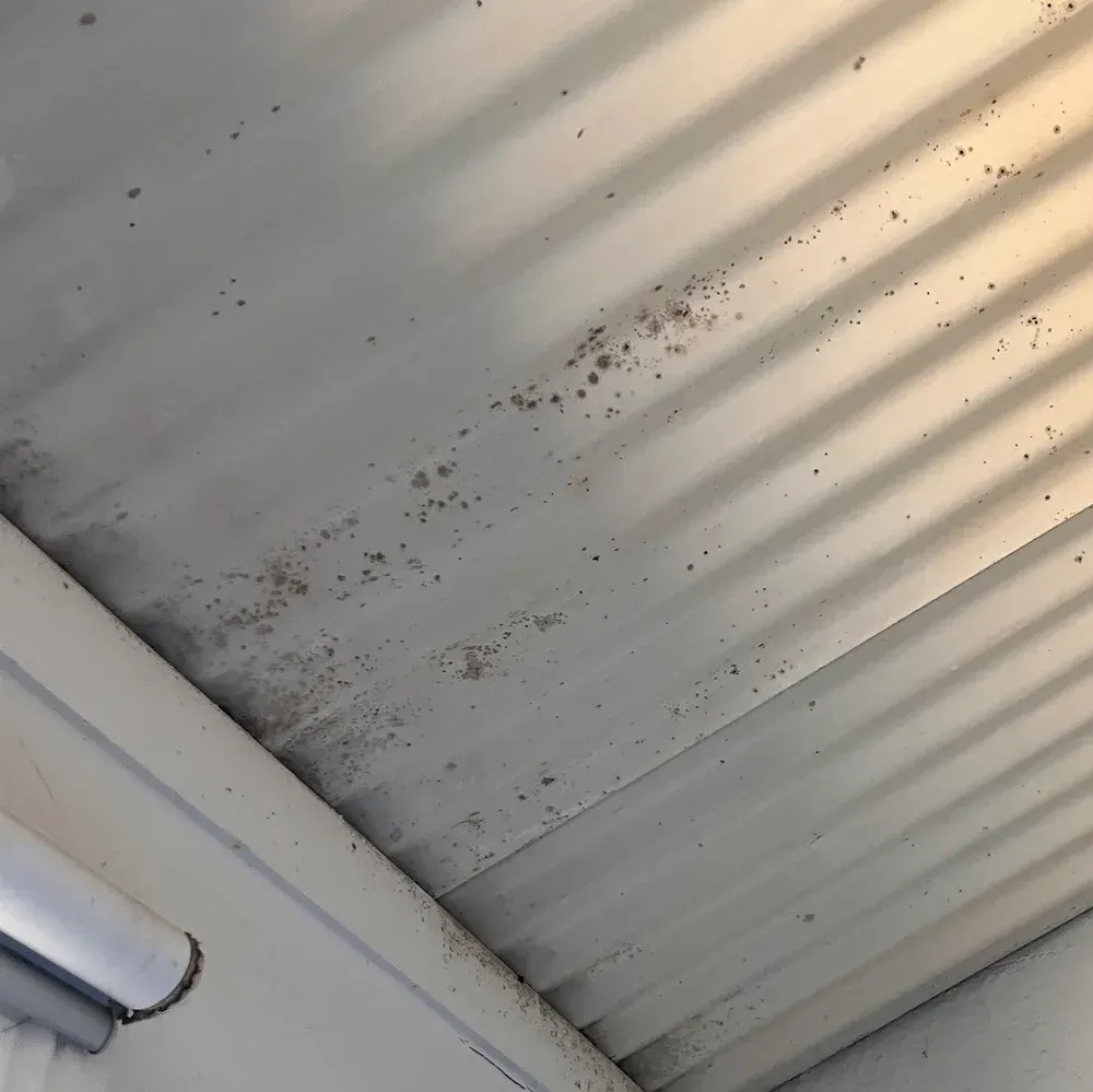 Mould spots on ceiling panels before cleaning and restoration