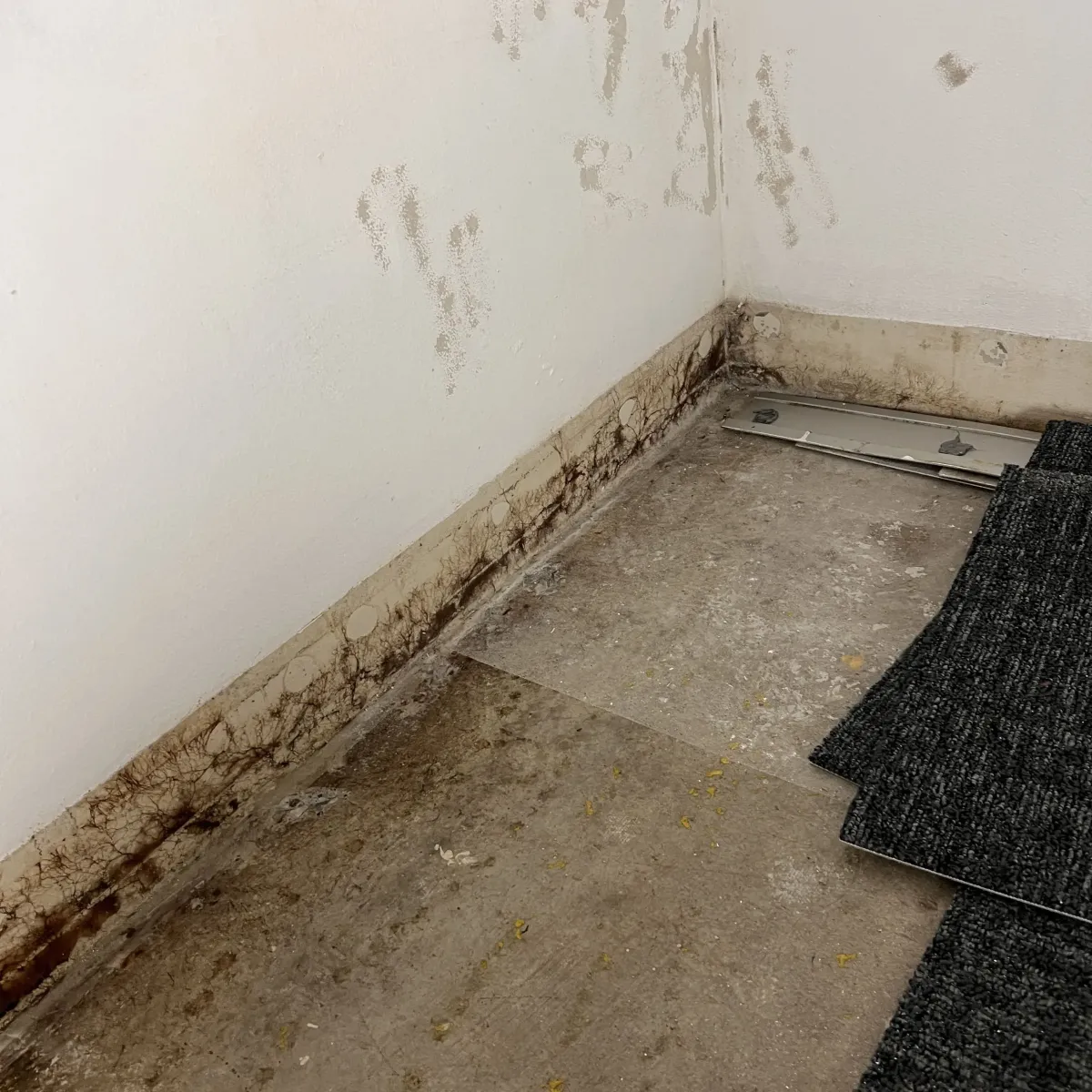 Mould growth on lower wall and floor before restoration workÍ