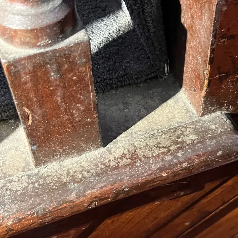 Visible mould growth and dust accumulation on timber surface during inspection