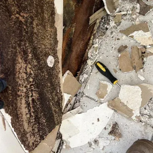 Severe mould contamination uncovered behind removed wall lining during remediation work