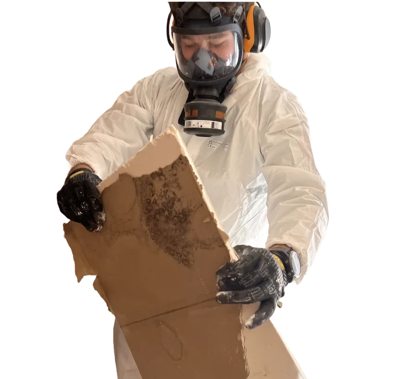 Severe mould contamination uncovered behind removed wall lining during remediation work