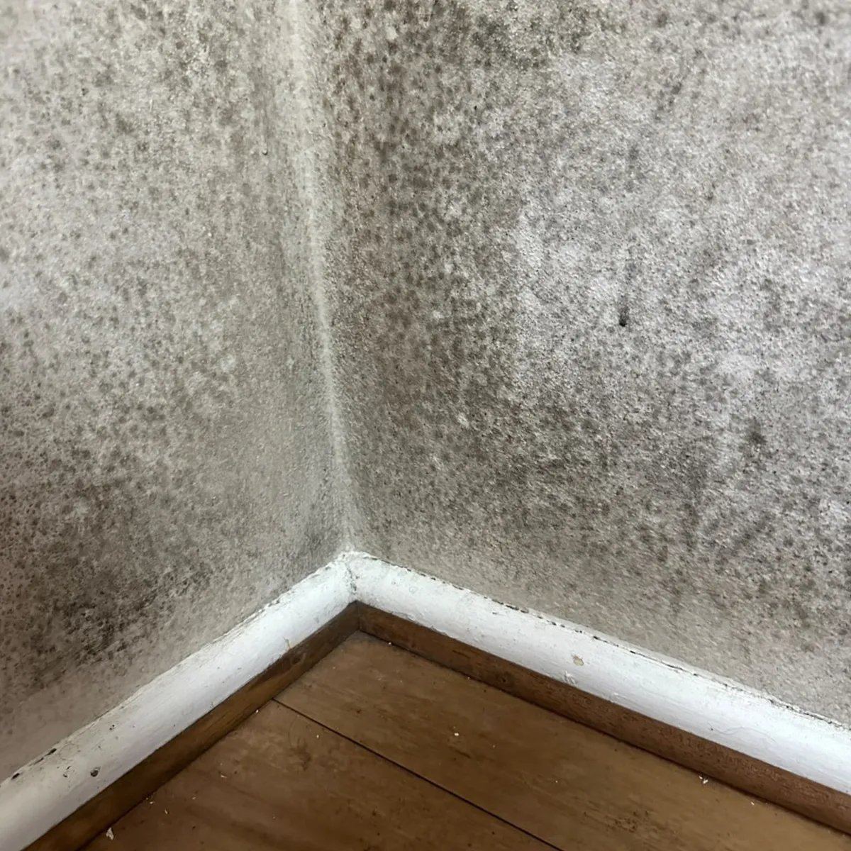 Why This Eastlakes Bedroom Ceiling Couldn’t Be Scrubbed for Mould