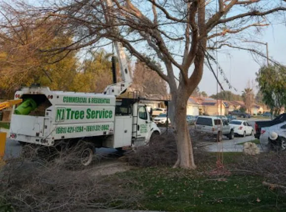 Tree Removal Services Bakersfield California