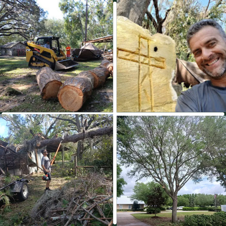 large tree trimming in Groveland Fl