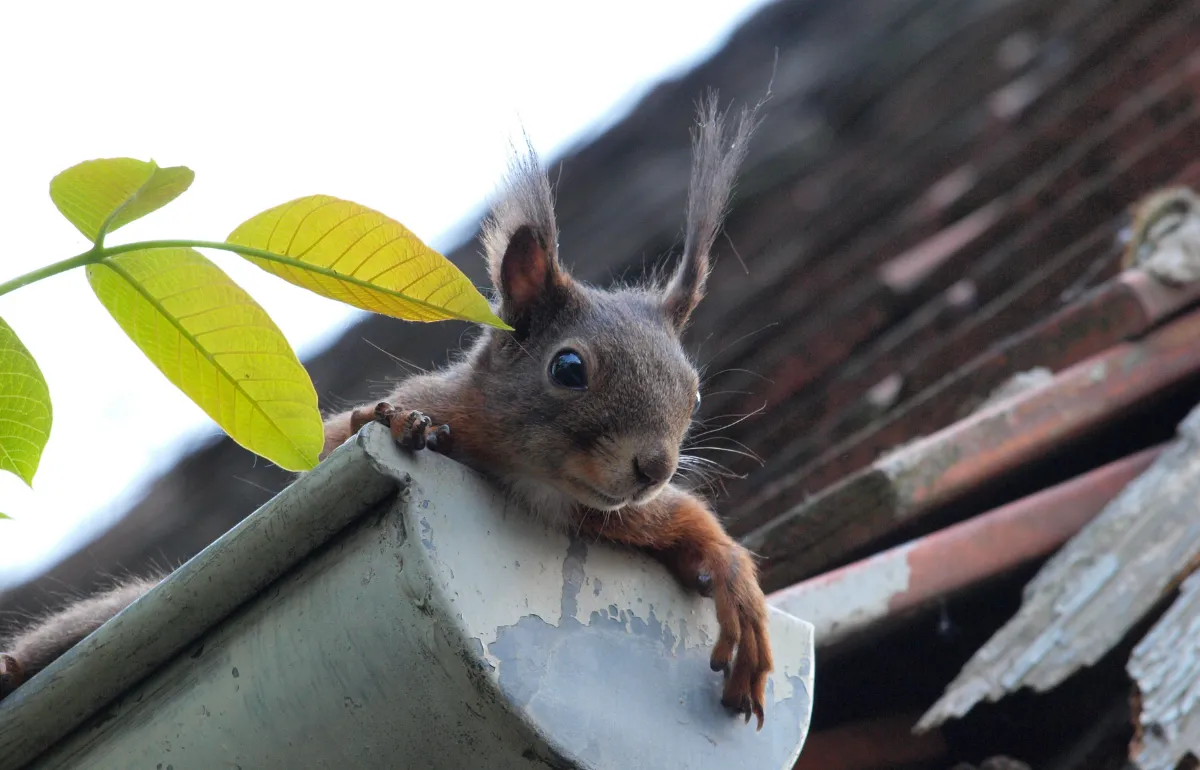 Squirrel sitting inside a clogged gutter, representing how blocked gutters can lead to pest infestations.