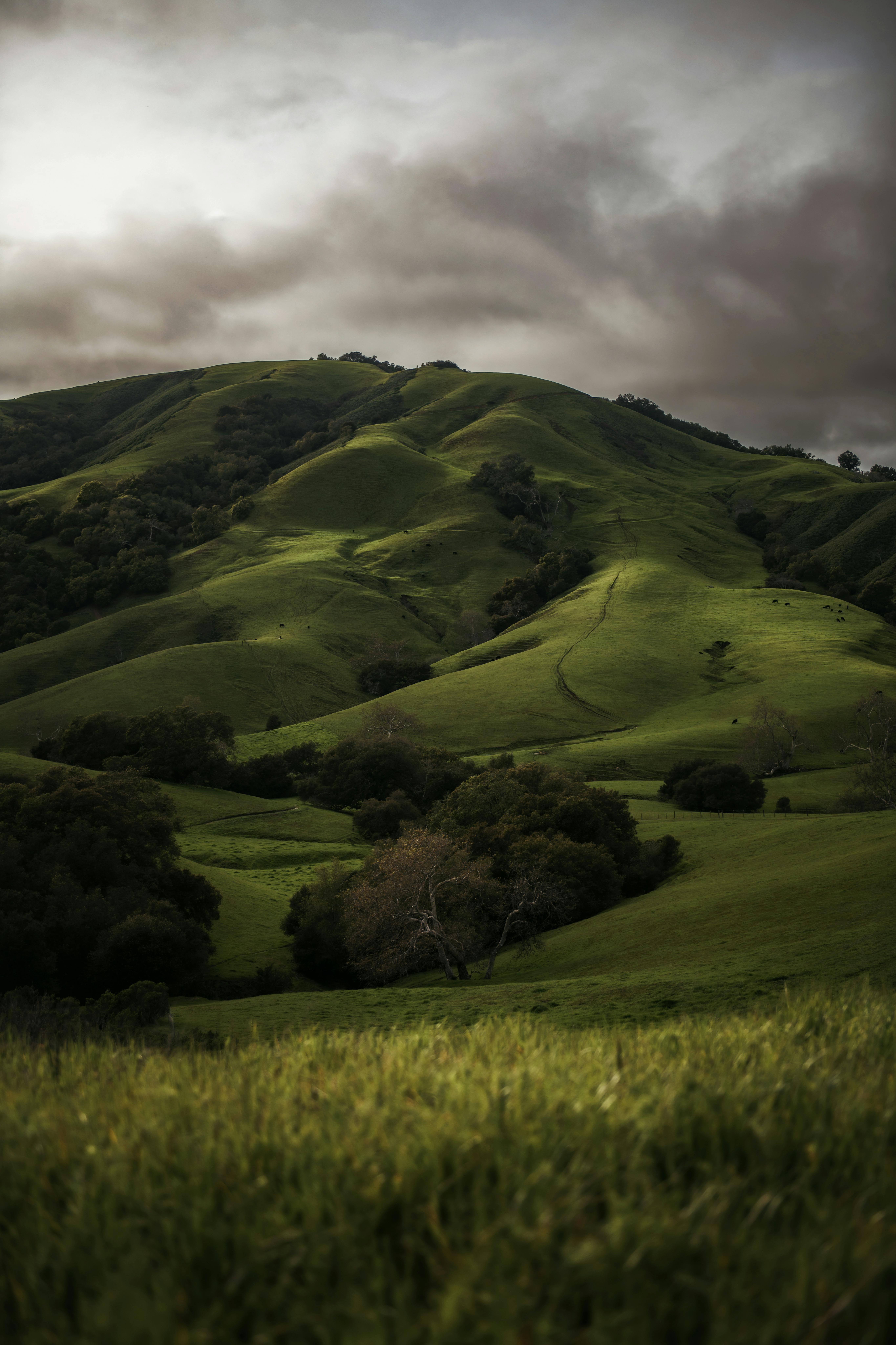 Dark Green Rolling Hills Photo by Tim Mossholder