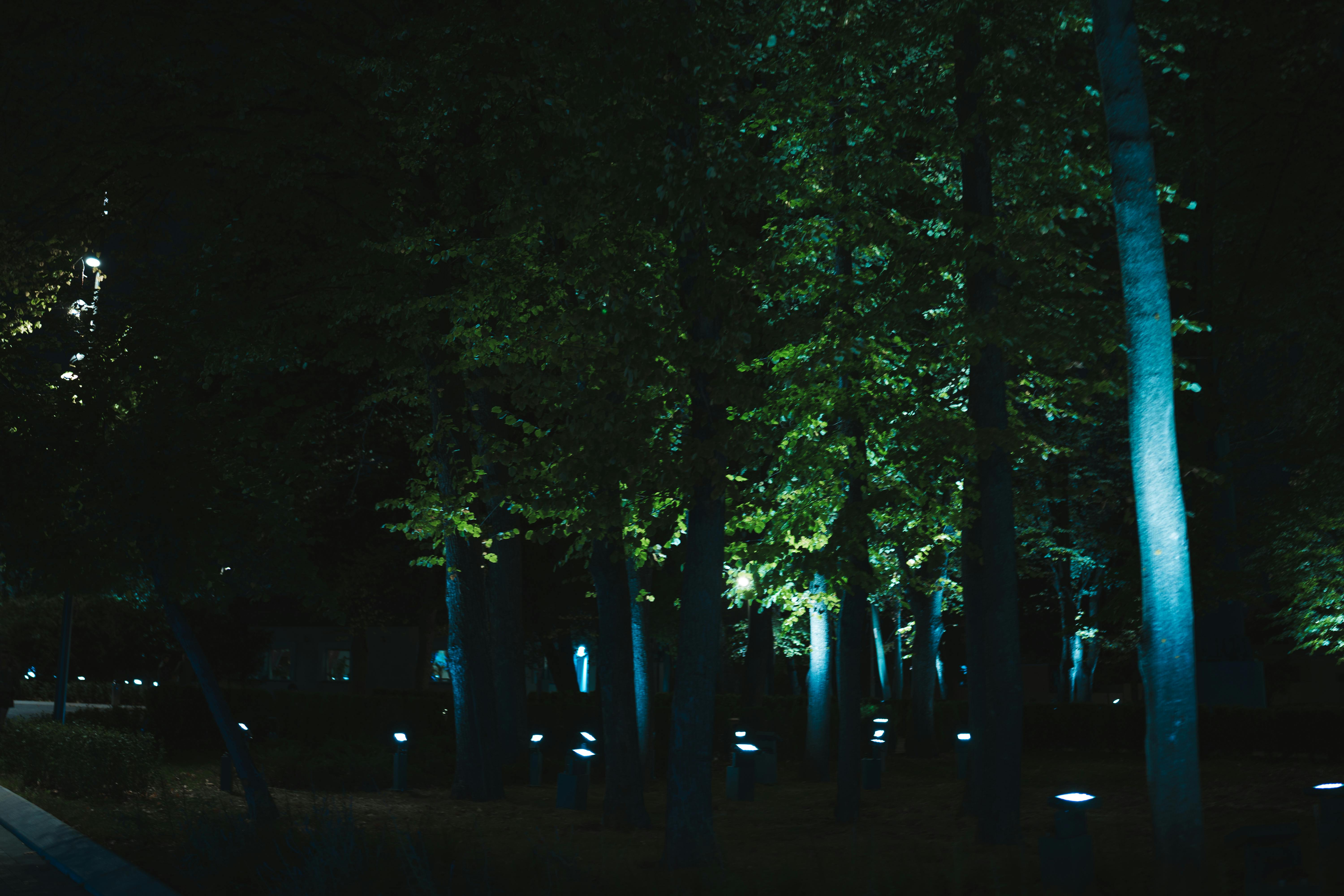 Dark Forest With Blue Light