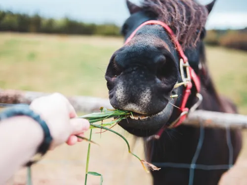 Community Access and Social Support NDIS services in Sydney
