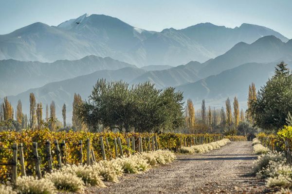 Malbec y Sostenibilidad: El compromiso verde del vino argentino