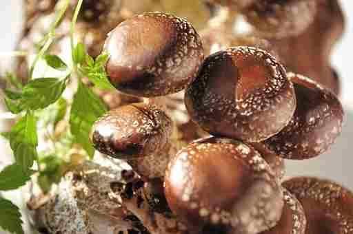 ProstaStream- Ingredient- Shiitake Mushroom