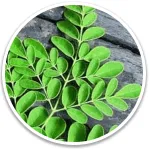 alpilean-supplement-Ingredient-moringa leaf