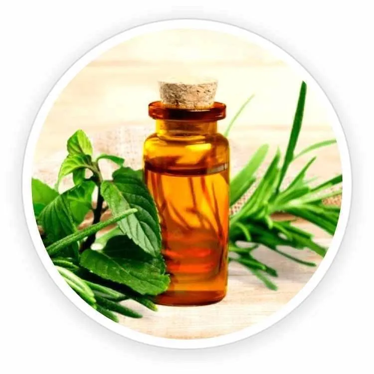kerassentials-ingredient-Tea Tree Essential Oil